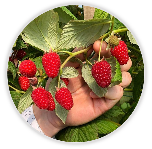 rotebeeren